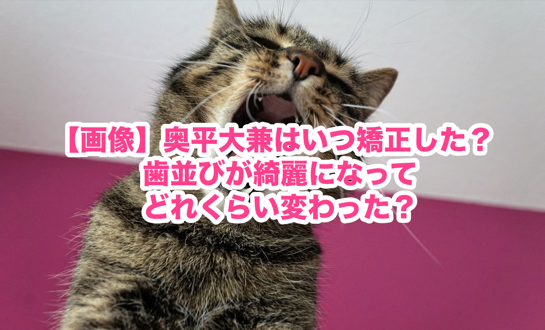 猫画像